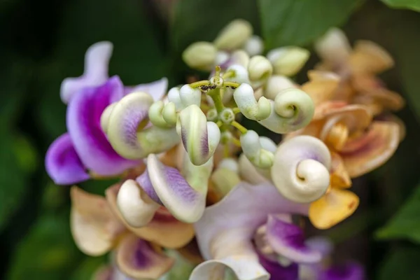 Flor Uma Videira Saca Rolhas Cochliasanthus Caracalla — Fotografia de Stock