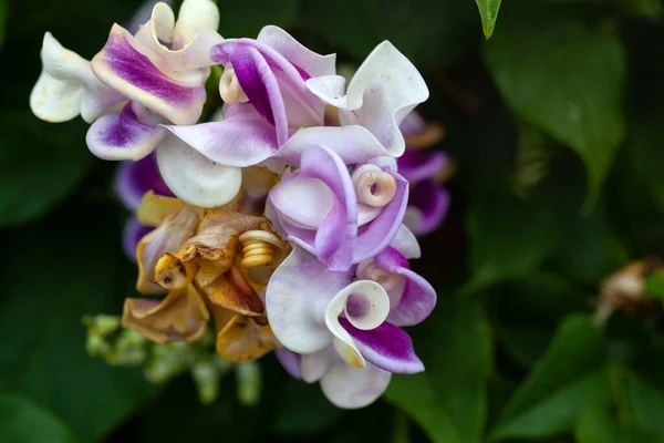 Flor Uma Videira Saca Rolhas Cochliasanthus Caracalla — Fotografia de Stock