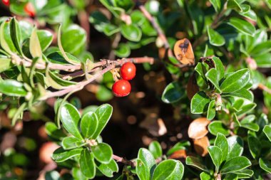 Kırmızıüzümler çalılıklarda, Arctostaphylos uva-ursi