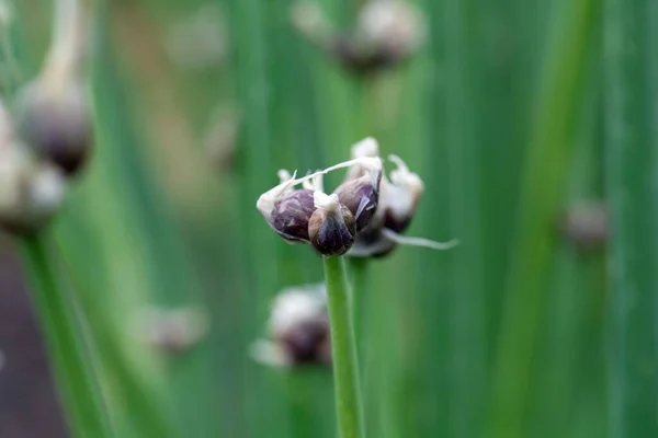 Cipolle Una Pianta Cipolla Allium Proliferum — Foto Stock