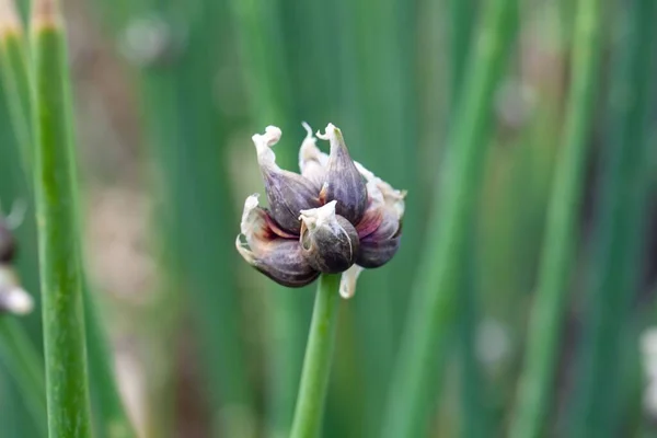 Onions of a tree onion plant, Allium x proliferum.