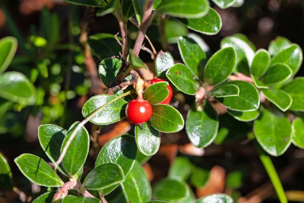 Röda Björnbär Buske Arctostaphylos Uva Ursi — Stockfoto