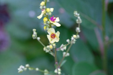 Isırgan otu yapraklı Mullein çiçekleri, Verbascum chaixii