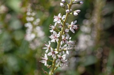 Söğüt yapraklı gevşek çiçekleri, Lysimachia ephemerum
