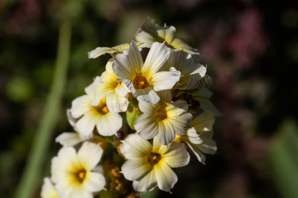 Flores Hierba Ojos Amarillos Pálidos Sisyrinchium Striatum — Foto de Stock