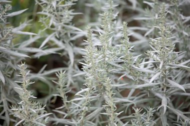 Leaves of a silver wormwood plant, Artemisia ludoviciana clipart