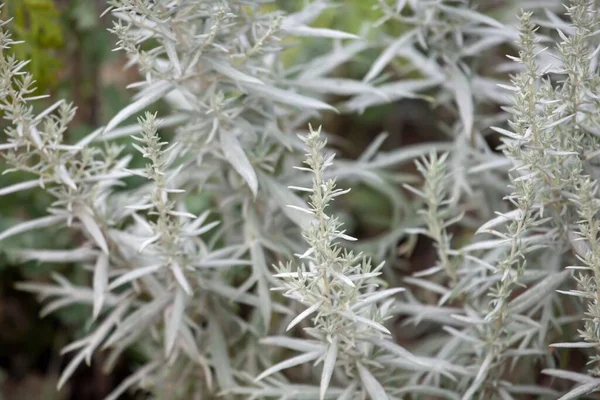 Leaves Silver Wormwood Plant Artemisia Ludoviciana — Stock Photo, Image