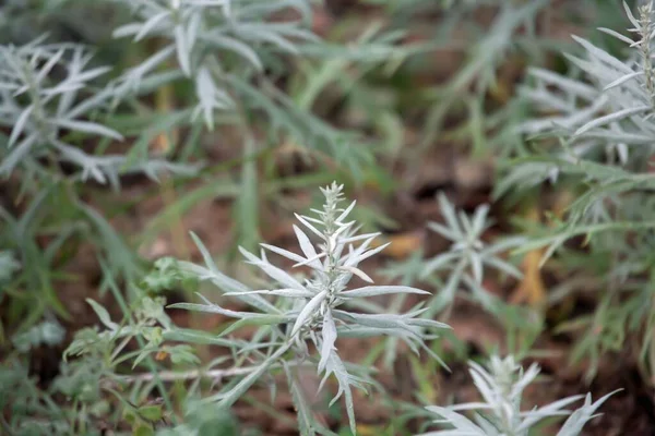 Hojas Una Planta Ajenjo Plata Artemisia Ludoviciana —  Fotos de Stock