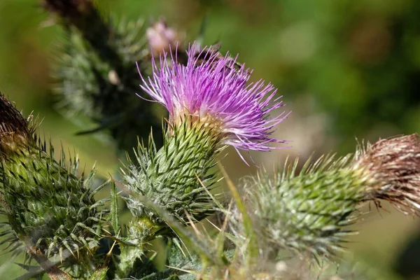 Цветок Бычьего Чертополоха Cirsium Vulgare — стоковое фото