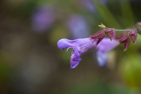 Kwiat Szałwi Gatunku Salvia Ringens — Zdjęcie stockowe
