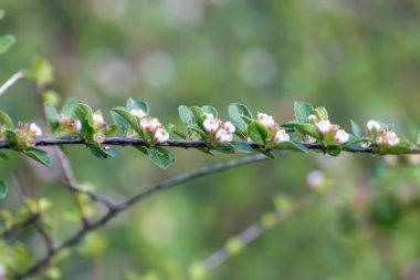 Cotoneaster türünün tomurcukları, Cotoneaster yatay...