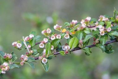 Cotoneaster türünün tomurcukları, Cotoneaster yatay...