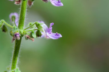 Plectranthus Venteri 'nin çiçekleri, Güney Arica' dan bir tıbbi bitki.. 