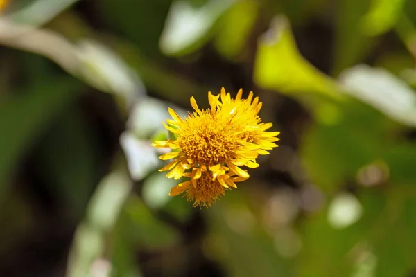 Fiore Della Pianta Perenne Inula Oculus Christi — Foto Stock