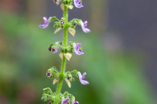 Kwiaty Plectranthus Venteri Rośliny Medycznej Południowej Ariki — Zdjęcie stockowe