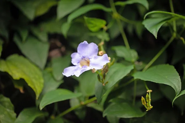 Flor Una Trompeta Azul Thunbergia Grandiflora — Foto de Stock