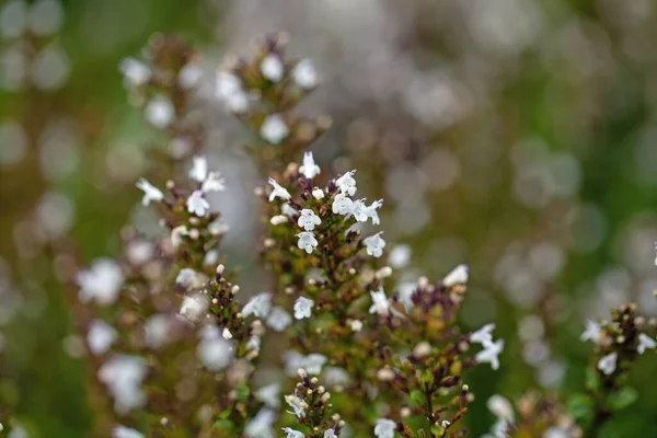 Kwiaty Pikantnych Gatunków Satureja Thymifolia — Zdjęcie stockowe