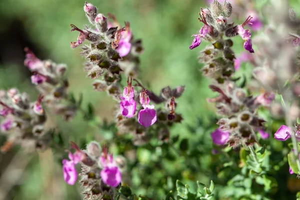 Fleurs Une Plante Thym Chat Teucrium Marum — Photo