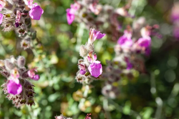 猫百里香植物的花 Teucrium Marum — 图库照片