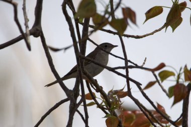 Bir Subalpine Warbler, Curruca cantillans, bir ağaçta.