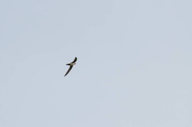 Uçan bir alp süratli, mavi gökyüzü taşikardi melba.. 