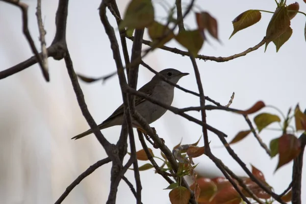 Eine Subalpine Grasmücke Curruca Cantillans Einem Baum — Stockfoto