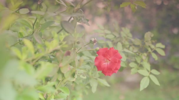 Single Lonely Red Rose Flower Growing Garden Surrounded Green Leaves — Stockvideo