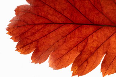 Arka planda sonbahar kırmızı yaprağı. Beyaz arkaplan