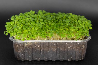 Plastik kasede siyah arka planda mikroyeşil roket. Eruca sativa