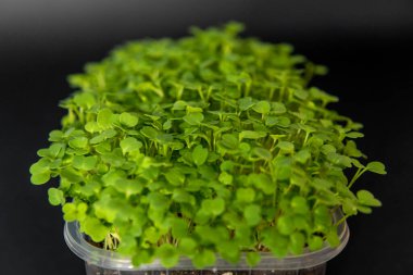 Plastik kasede siyah arka planda mikroyeşil roket. Eruca sativa