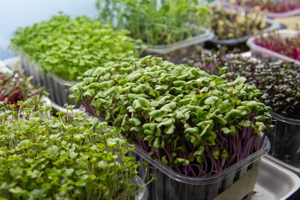 Mikrogreener Hemgjord Trädgård Närbild — Stockfoto