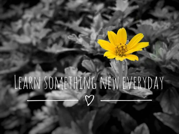 Close up de flor amarela com citações inspiradoras - Aprenda algo novo todos os dias. conceito preto e branco — Fotografia de Stock