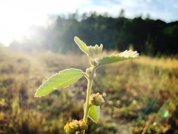 Nahaufnahme einer grünen Pflanze mit strahlendem Sonnenschein. Konzeptionelle — Stockfoto