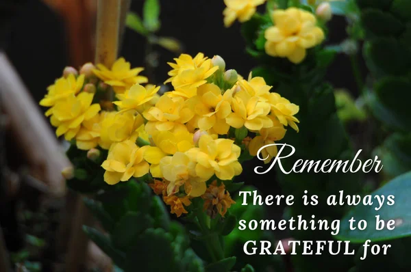 Motivační citace - Vždy je za co být vděčný. Žluté květinové pozadí. — Stock fotografie