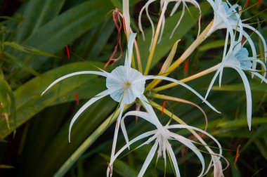 Yeşil yapraklı nadir beyaz çiçek. Doğa konsepti