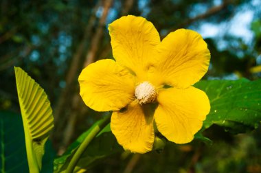 Bulanık doğa arka planına sahip sarı çiçeğin yakın görüntüsü. Flora konsepti
