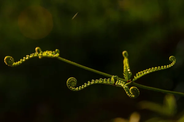 Natur Ansicht Des Grünen Blattes Mit Verschwommenem Garten Hintergrund Kopierraum — Stockfoto