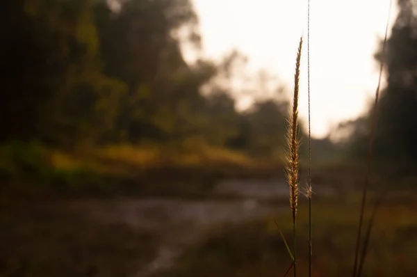 Natuurweergave Van Bruin Blad Met Vintage Kleur Achtergrond Kopieer Ruimte — Stockfoto