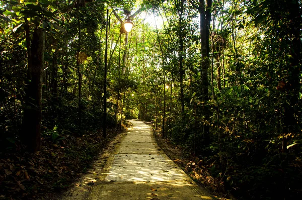 Vista Caminho Para Selva Profunda Conceito Paisagem — Fotografia de Stock