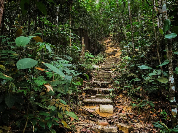 Vandringsleder Naturreservat Djungel Asien Malaysia Naturbegrepp — Stockfoto