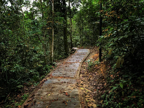 Διαδρομή Πεζοπορίας Στη Μέση Της Διατηρημένης Ζούγκλας Στην Ασία Μαλαισία — Φωτογραφία Αρχείου