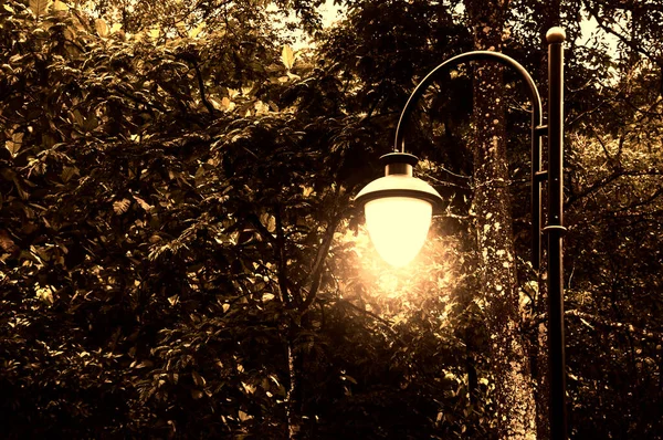 Bild av ljus lampa i en djungel. Kopiera rymdkoncept — Stockfoto