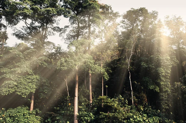 在明亮的灯光下拍摄的树木图片 森林与自然概念 — 图库照片