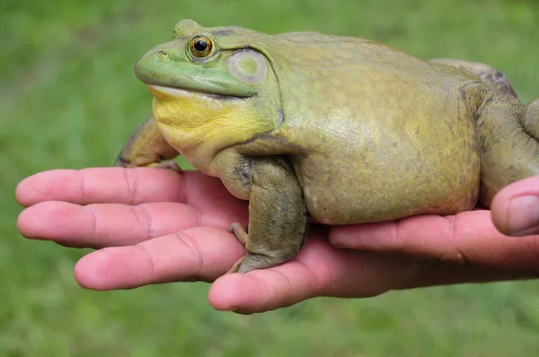 Grote Afrikaanse Bullfrog Bij Hand Dierlijk Concept — Stockfoto