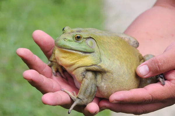 Riesiger Afrikanischer Ochsenfrosch Zur Hand Tierkonzept — Stockfoto