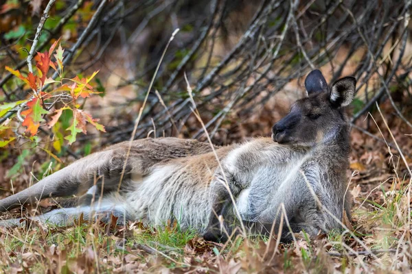 秋天的时候 袋鼠在南澳大利亚州洛夫蒂山公园的树下休息 — 图库照片