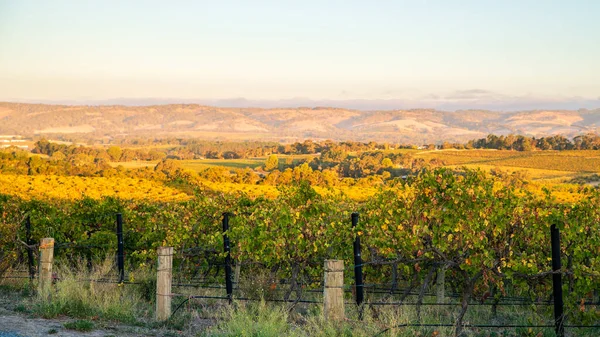 Viñas Uva Mclaren Vale Atardecer Australia Meridional — Foto de Stock