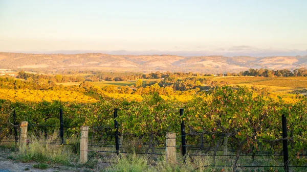 Viñas Uva Mclaren Vale Atardecer Australia Meridional —  Fotos de Stock