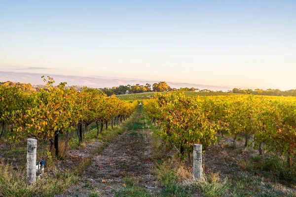 Виноград Mclaren Vale Закате Южная Австралия — стоковое фото