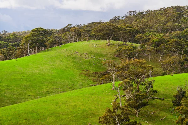 Adelaide Hills Paesaggio Nella Stagione Invernale Australia Meridionale — Foto Stock